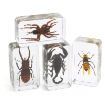 Acrylic Scary Bug Specimens - Set of 4