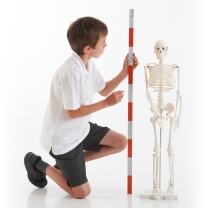 Half-scale Skeleton