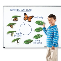 Butterfly Life Cycle Set