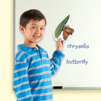 Butterfly Life Cycle Set