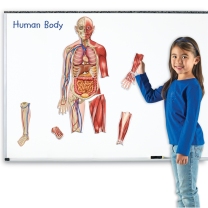 Double-sided Magnetic Human Body