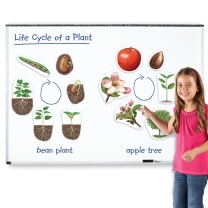 Giant Magnetic Plant Life Cycle