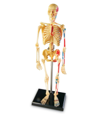 Human Anatomy Model - Skeleton