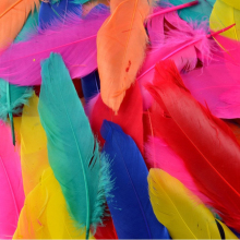 Full Feathers - Pack of 25