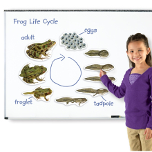 Frog Life Cycle Set